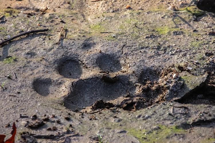 Tijgersporen in Kanha Nationaal Park